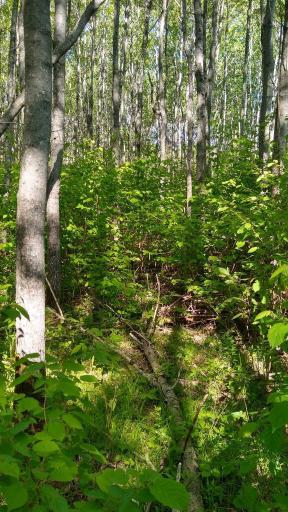 XXX North Road, Dairyland, WI 54830