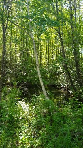 XXX North Road, Dairyland, WI 54830