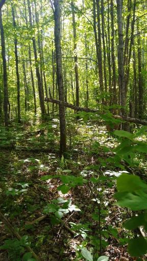 XXX North Road, Dairyland, WI 54830