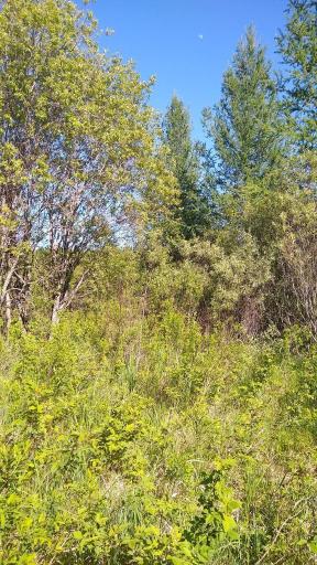 XXX North Road, Dairyland, WI 54830