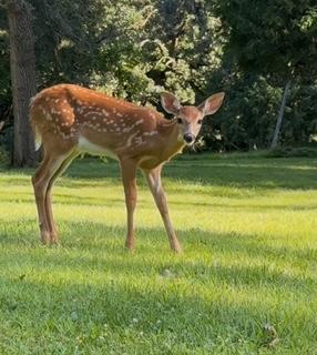 Take in the local wildlife that stop by your backyard!