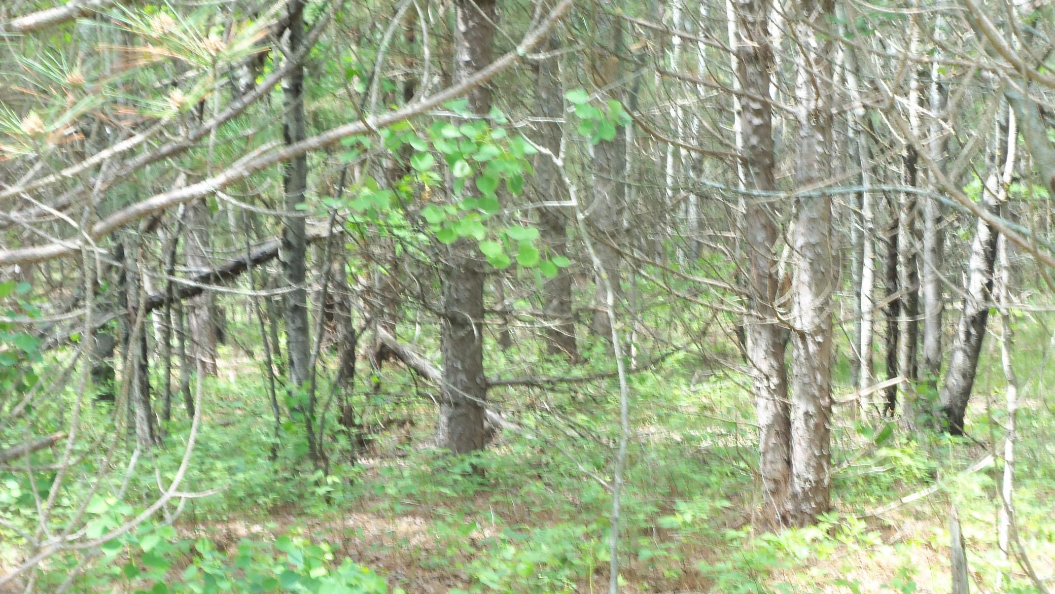 100_5994.JPG