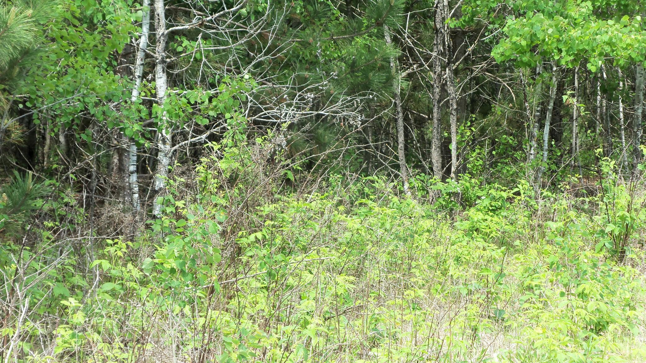 100_5993.JPG
