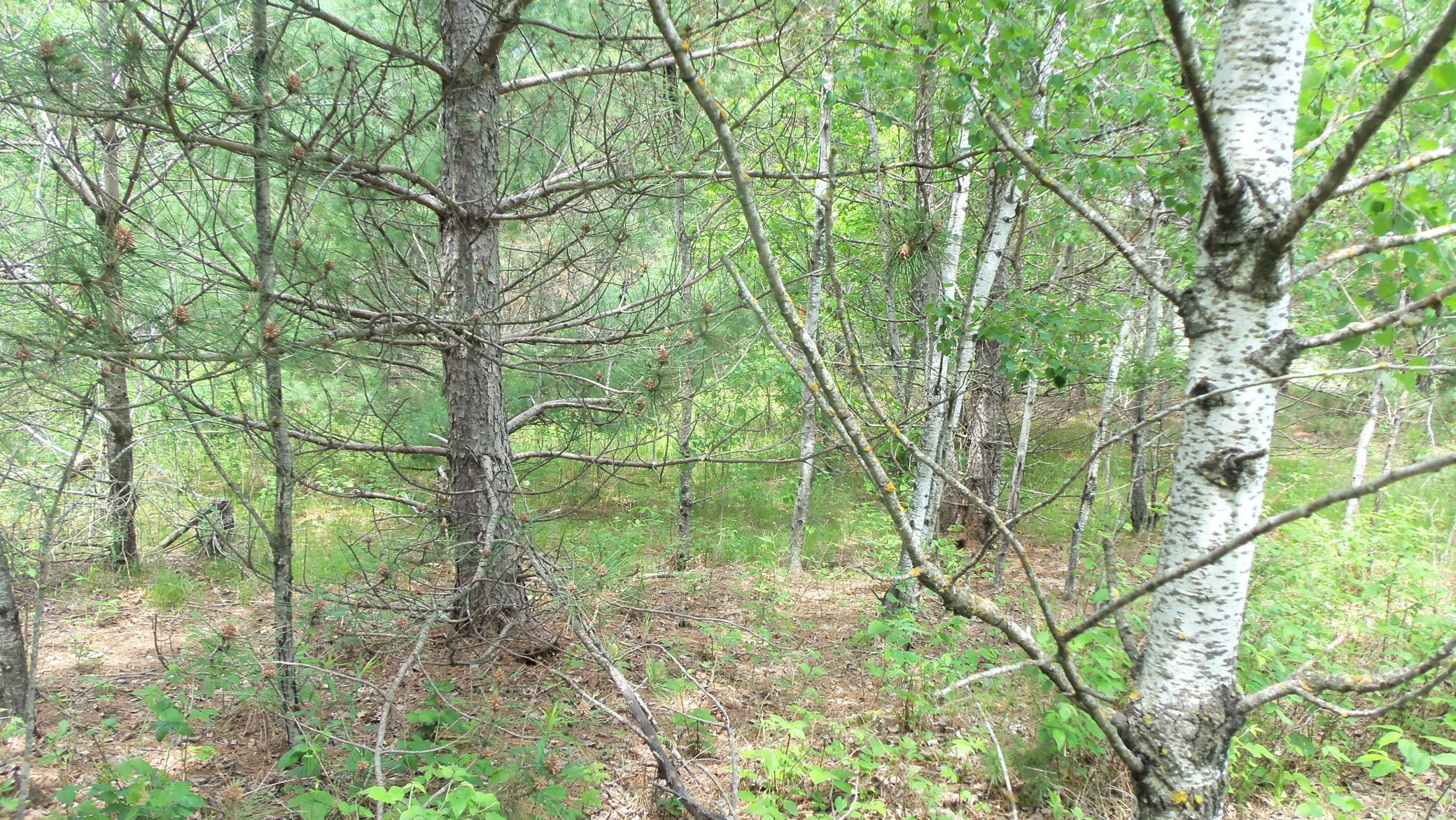 100_6003.JPG