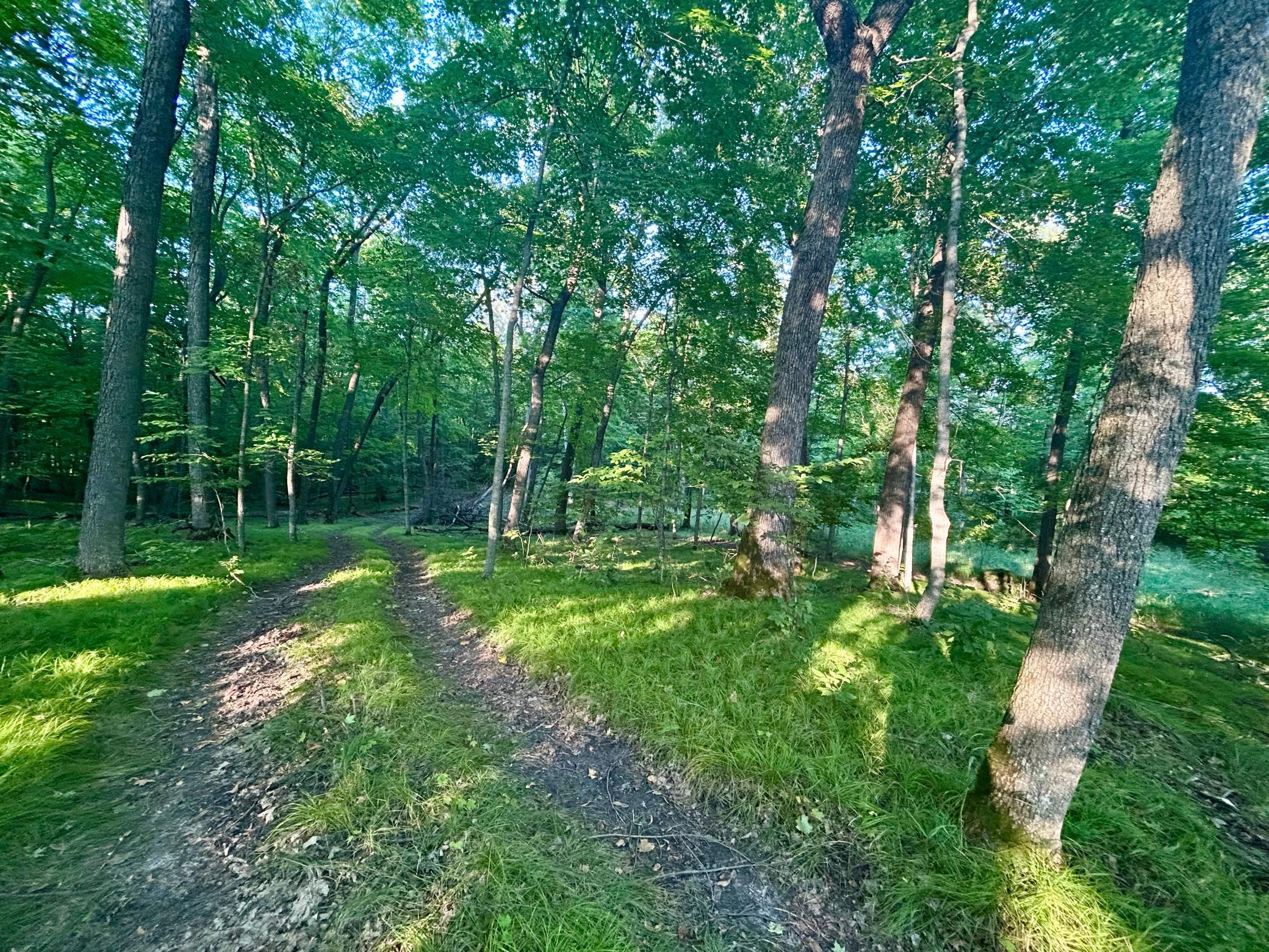 Road view in Summer