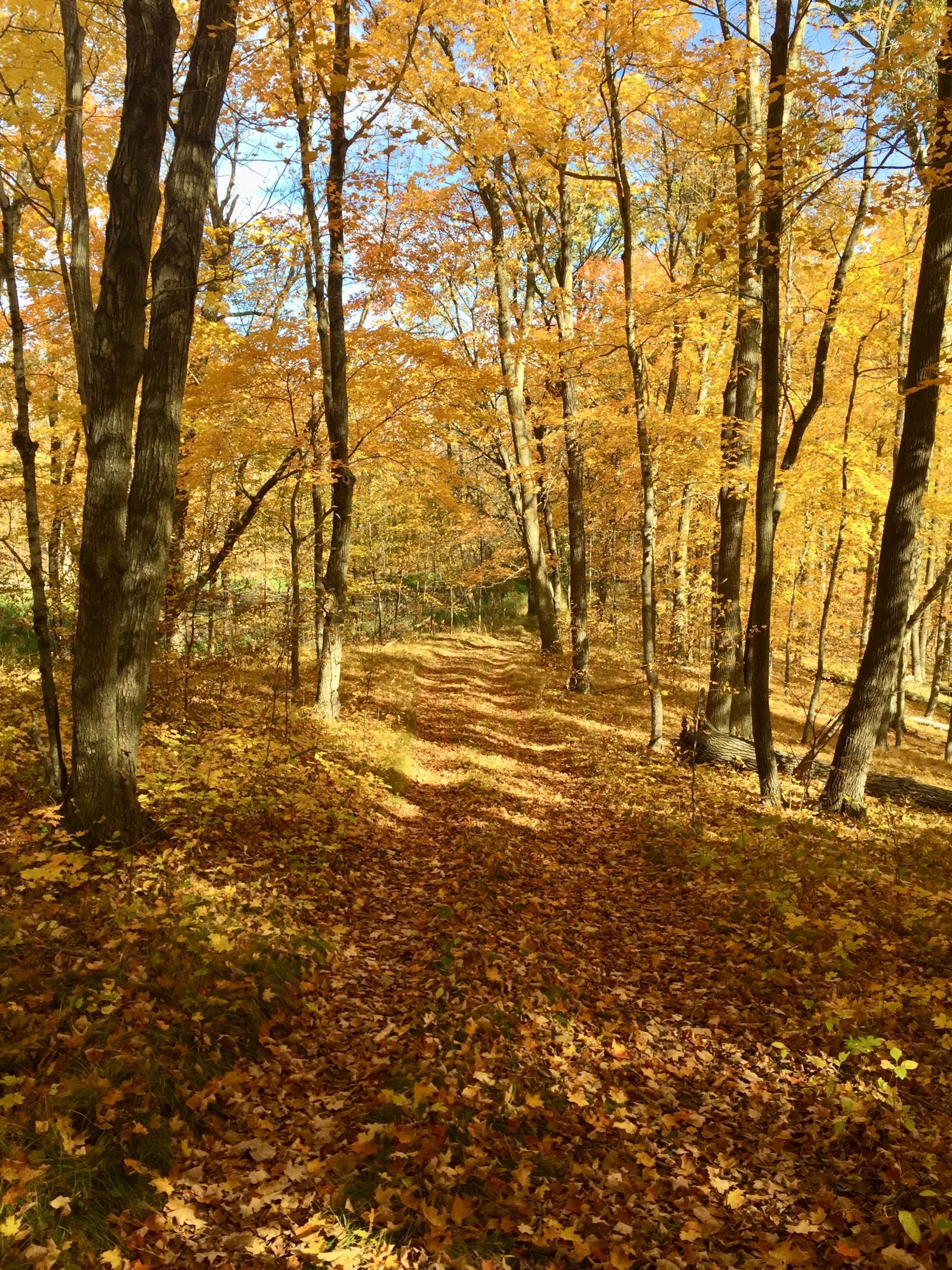 Road in the Fall