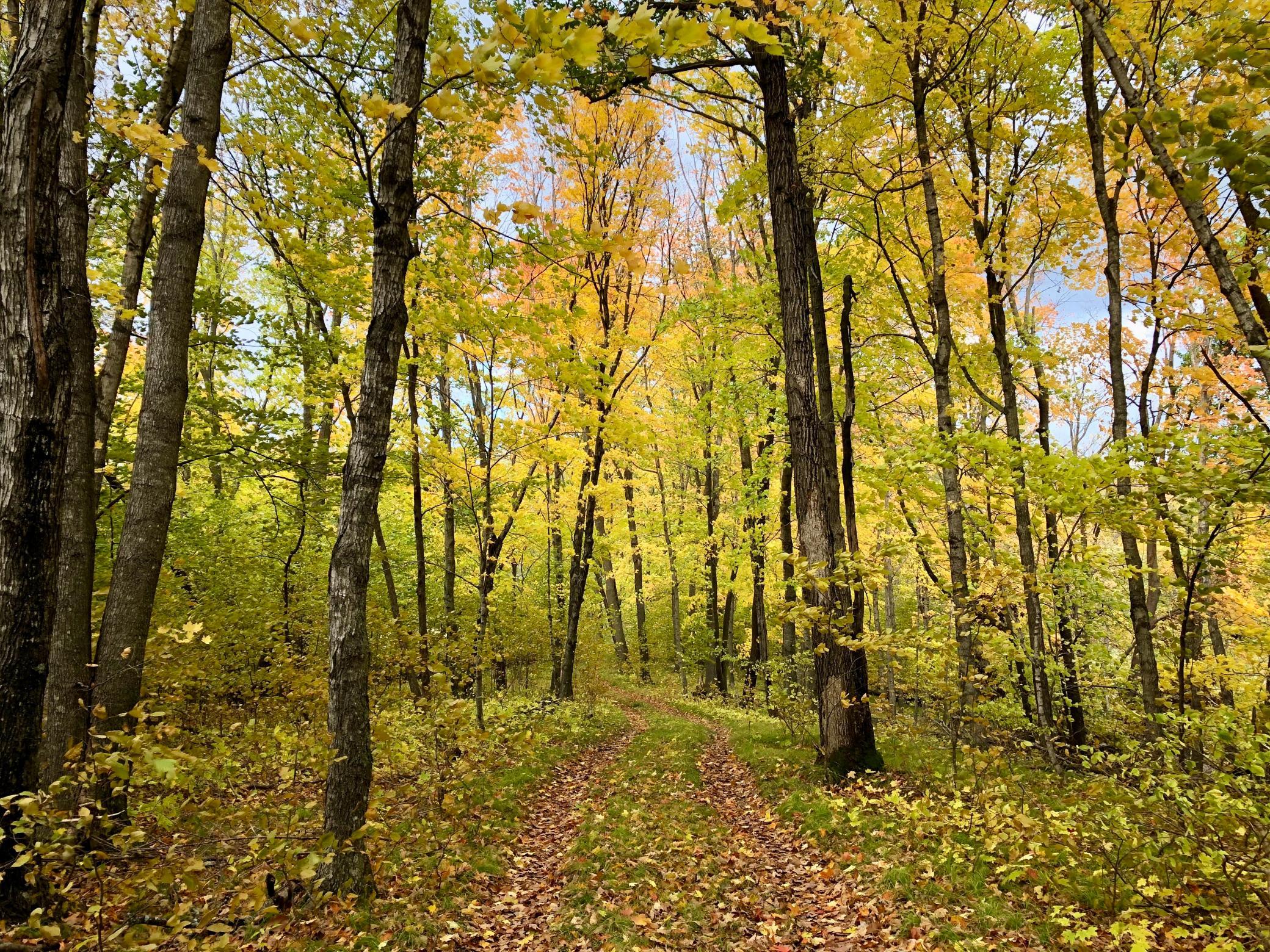 Road in the Fall