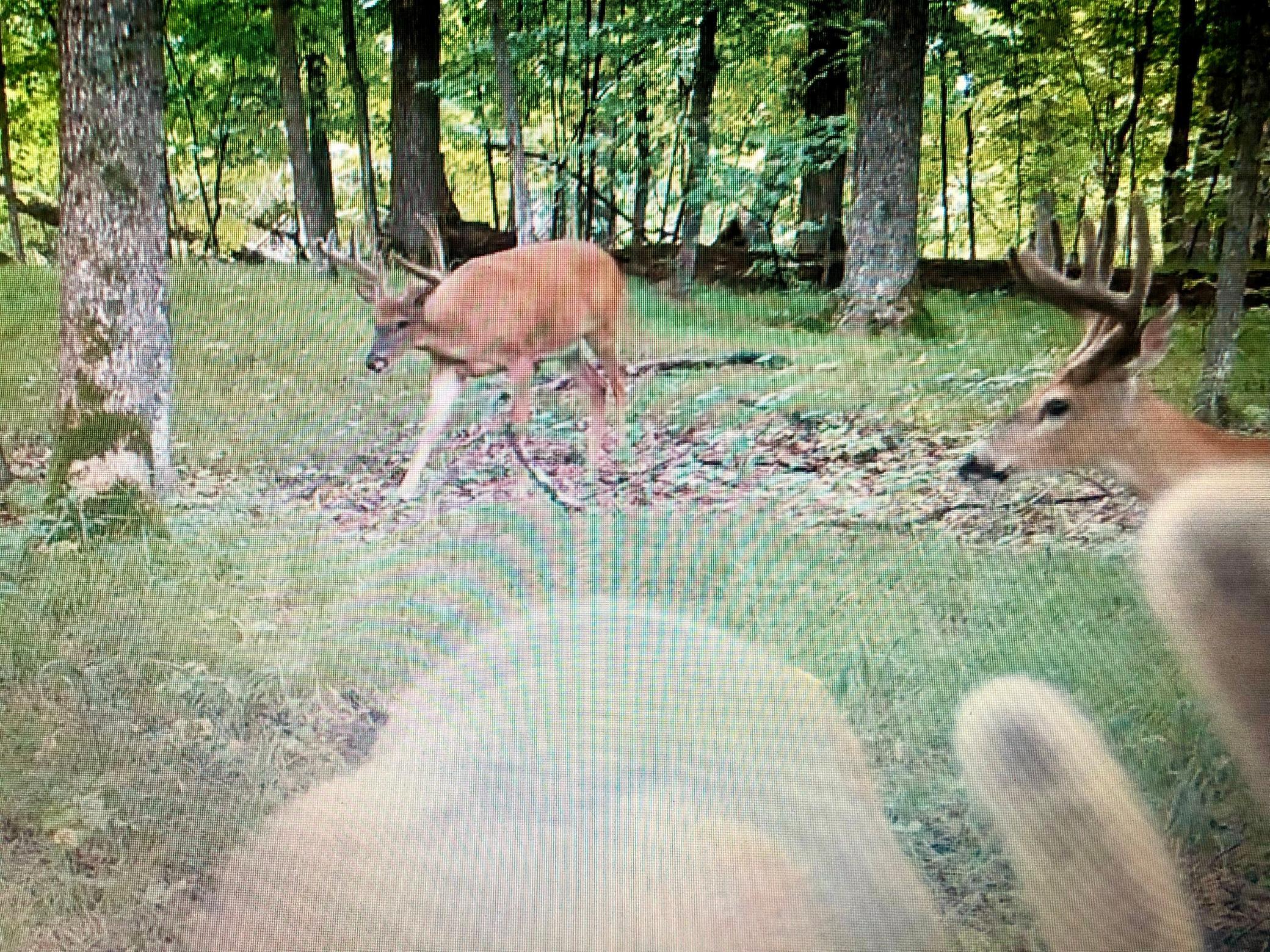 Wildlife