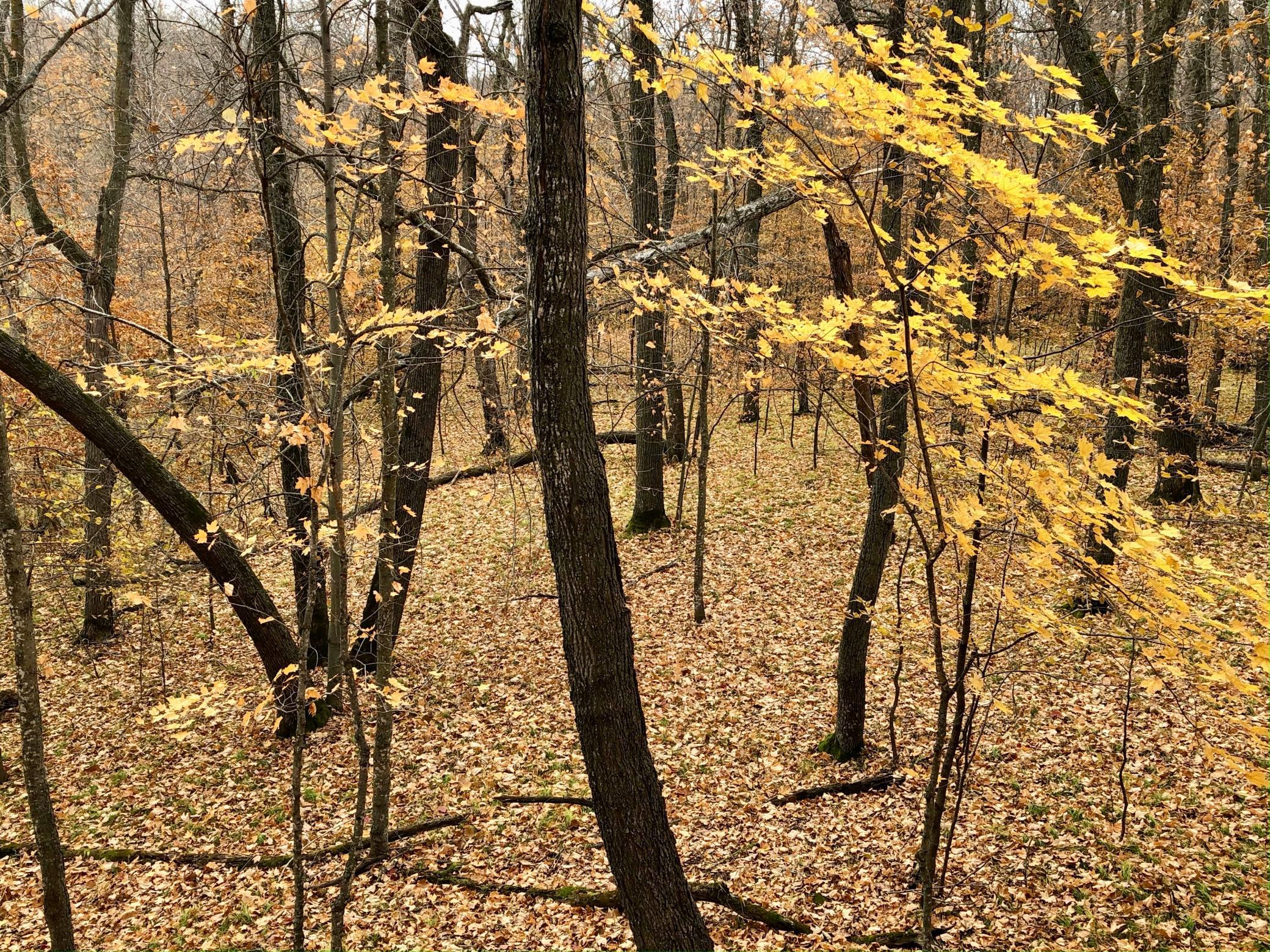 Property view in the Fall