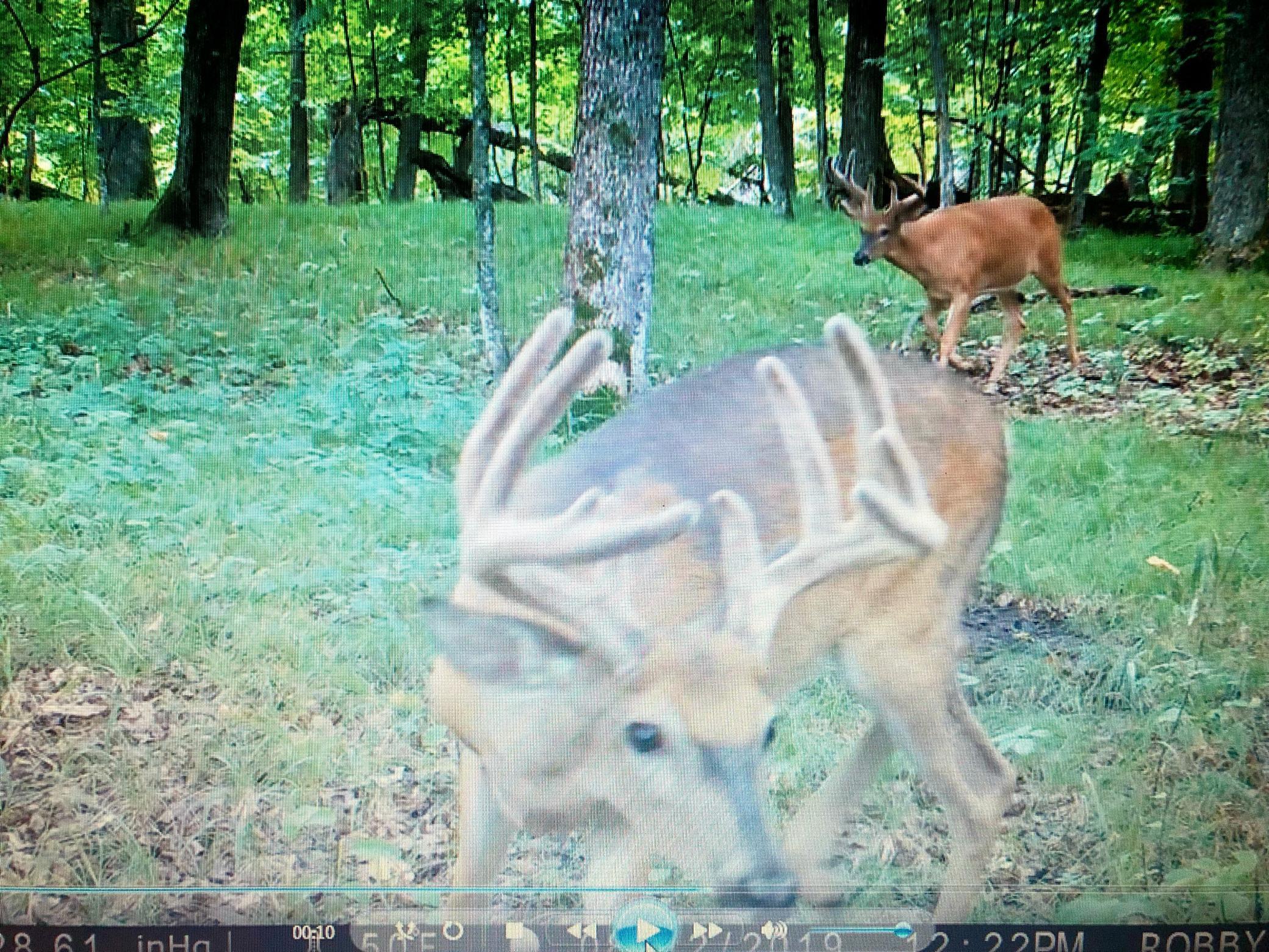 Wildlife