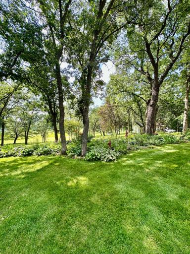 Tree coverage and meticulously cared for lawn