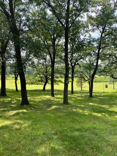 Plenty of open space along with tree canopy