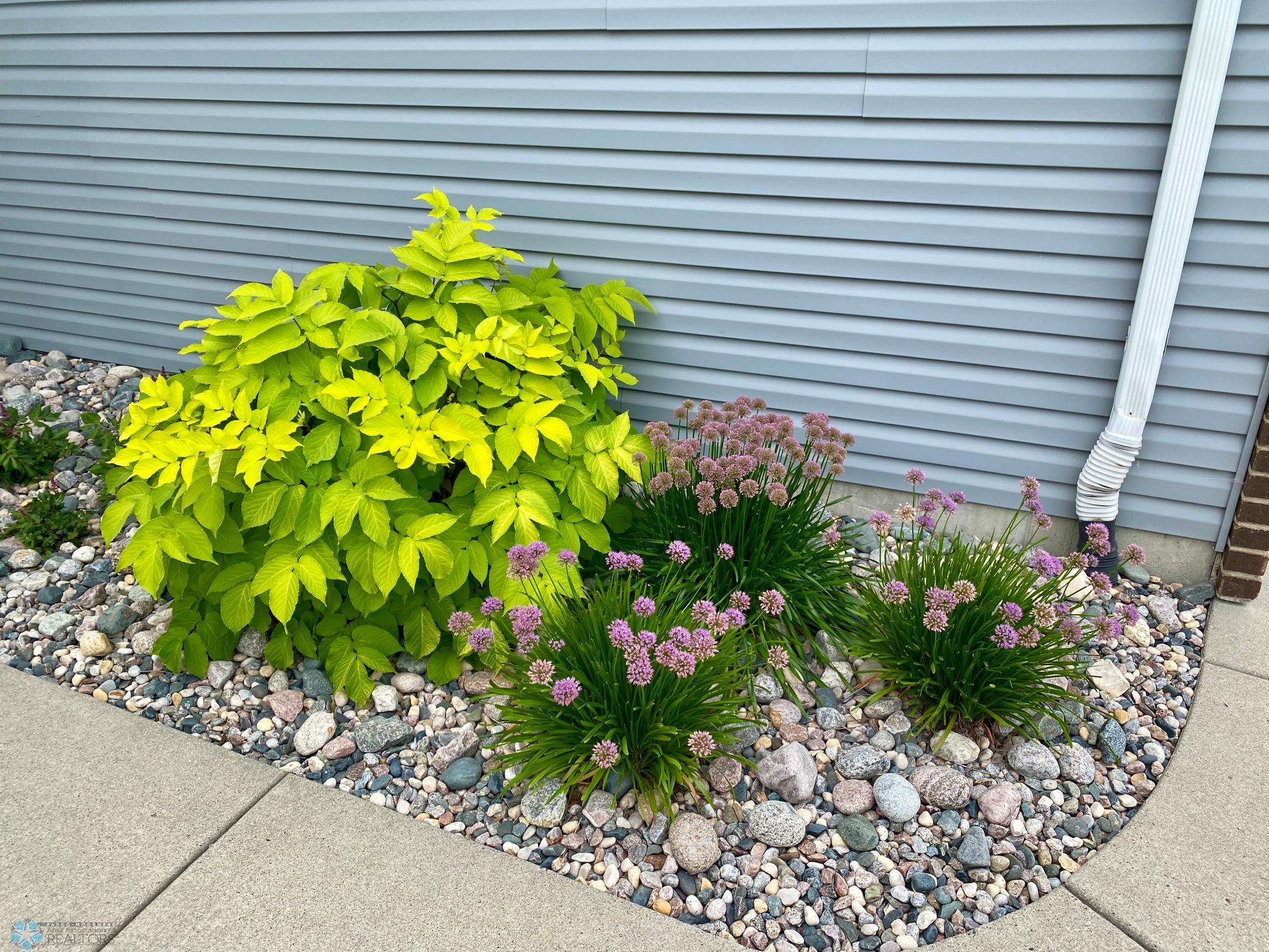 Plants.JPG