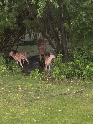 Photo of the wildlife frequently seen in the backyard!