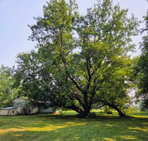 Mature tree in yard