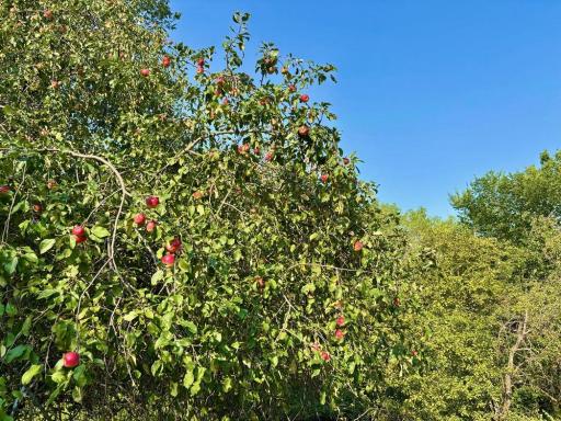 21706 County 26, Houston, MN 55943
