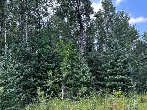 TBD Highway 71, Littlefork, MN 56653