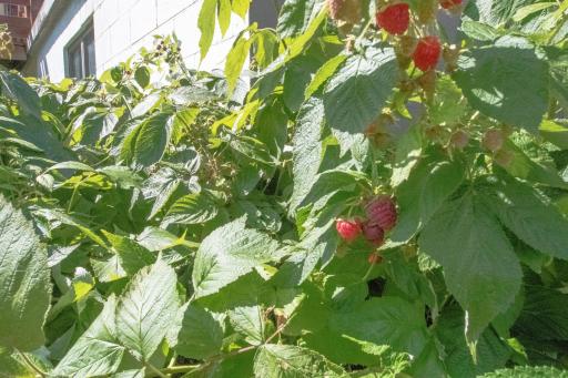 Incredible raspberries - 10 gallons produced in 2024!