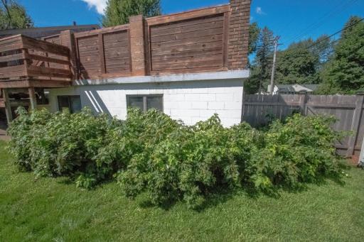 Raspberry patch - the yard also has a blueberry patch
