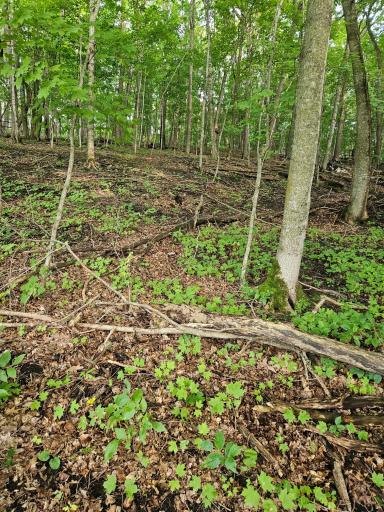 TBD Valley Lane SW, Farwell, MN 56327