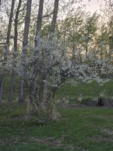 12916 250th Avenue NE, Goodridge, MN 56725