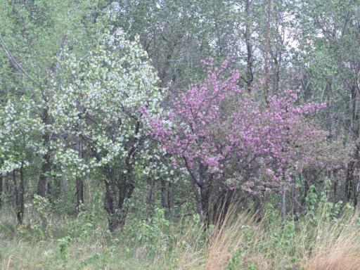 12916 250th Avenue NE, Goodridge, MN 56725