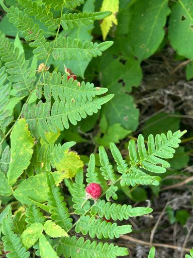 Rasberry bushes