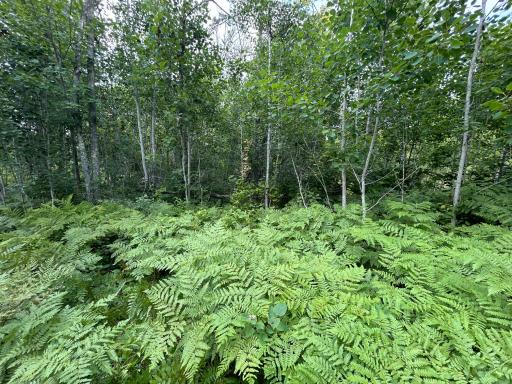 Fields of ferns