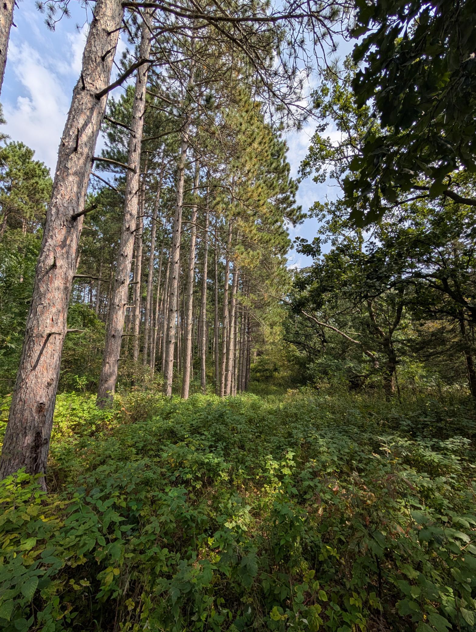 Your heart says build here soon! Quiet, wooded and pristine homesites for you family plus a wide range of wildlife to admire!