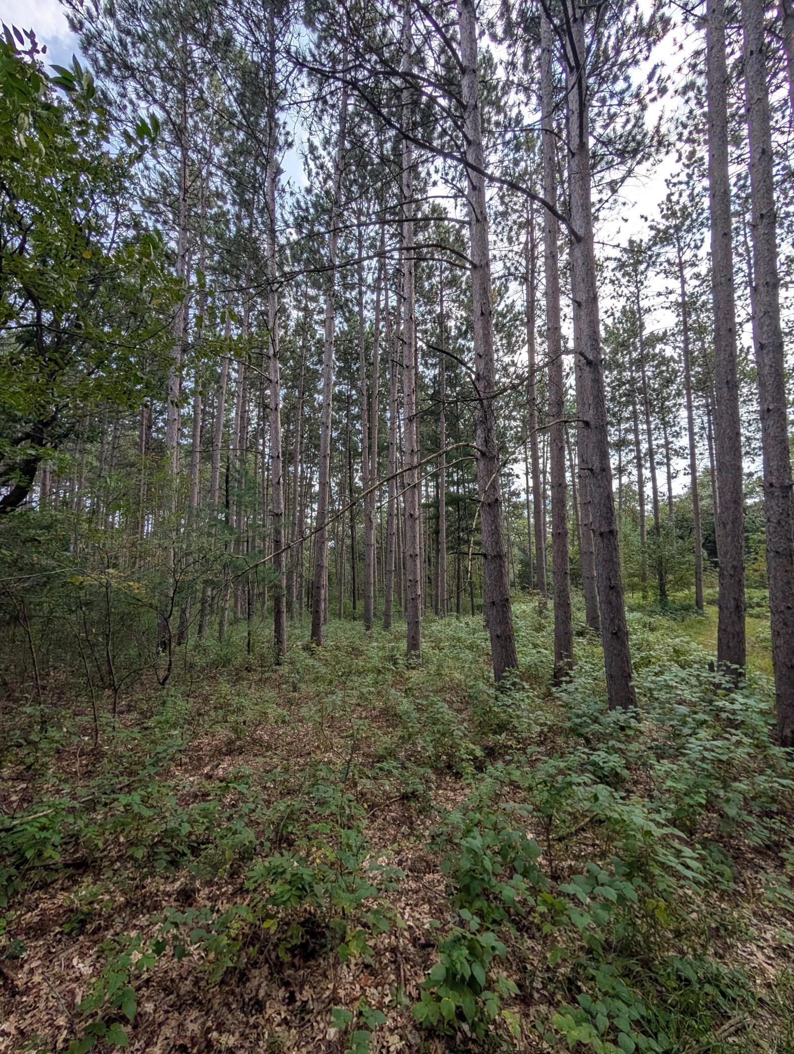 Towering Norway pines, Spruce and hardwoods surround private homesites walkout lower levels and Ideal "Up North" living only 45 minutes to downtown MPLS!