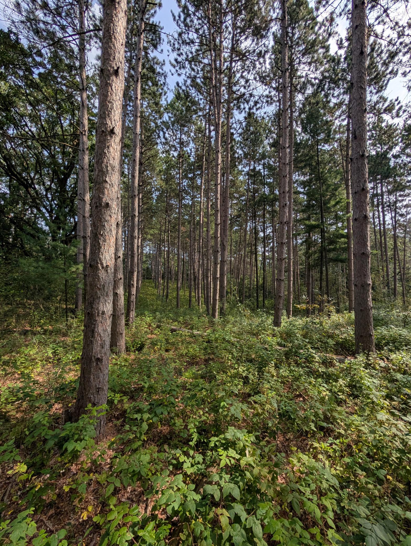 Notice the lush forest floor shadowed by the towering Norway Pine overlooking hidden pond and wildlife.