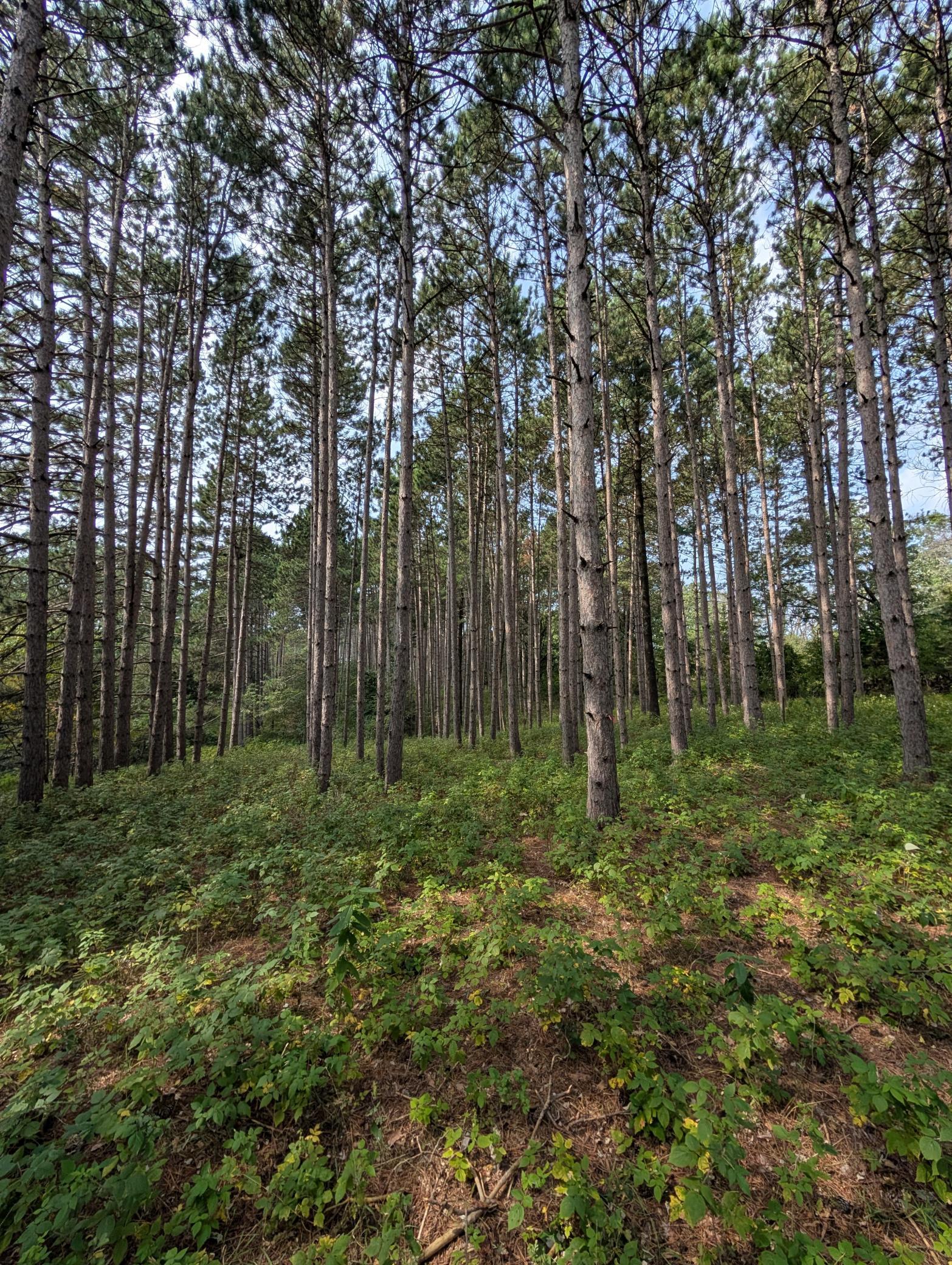 Think up north privacy teaming with wildlife! Quiet and serene Walk-out lots in the heart of towering stands of Norway (Red Pine) Pines!