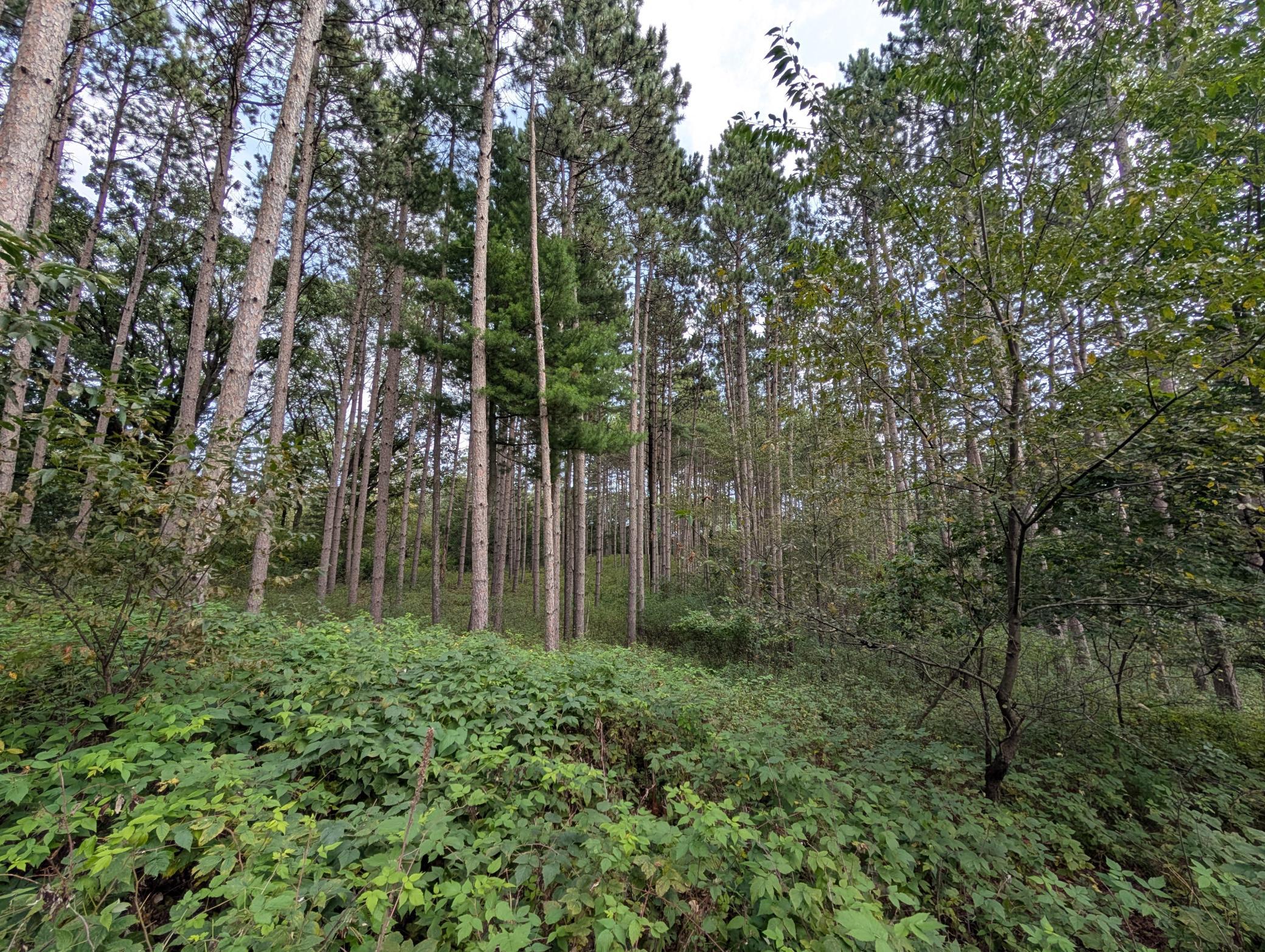 Note the mature Norway Pine on a majestic hilltop homesite.
