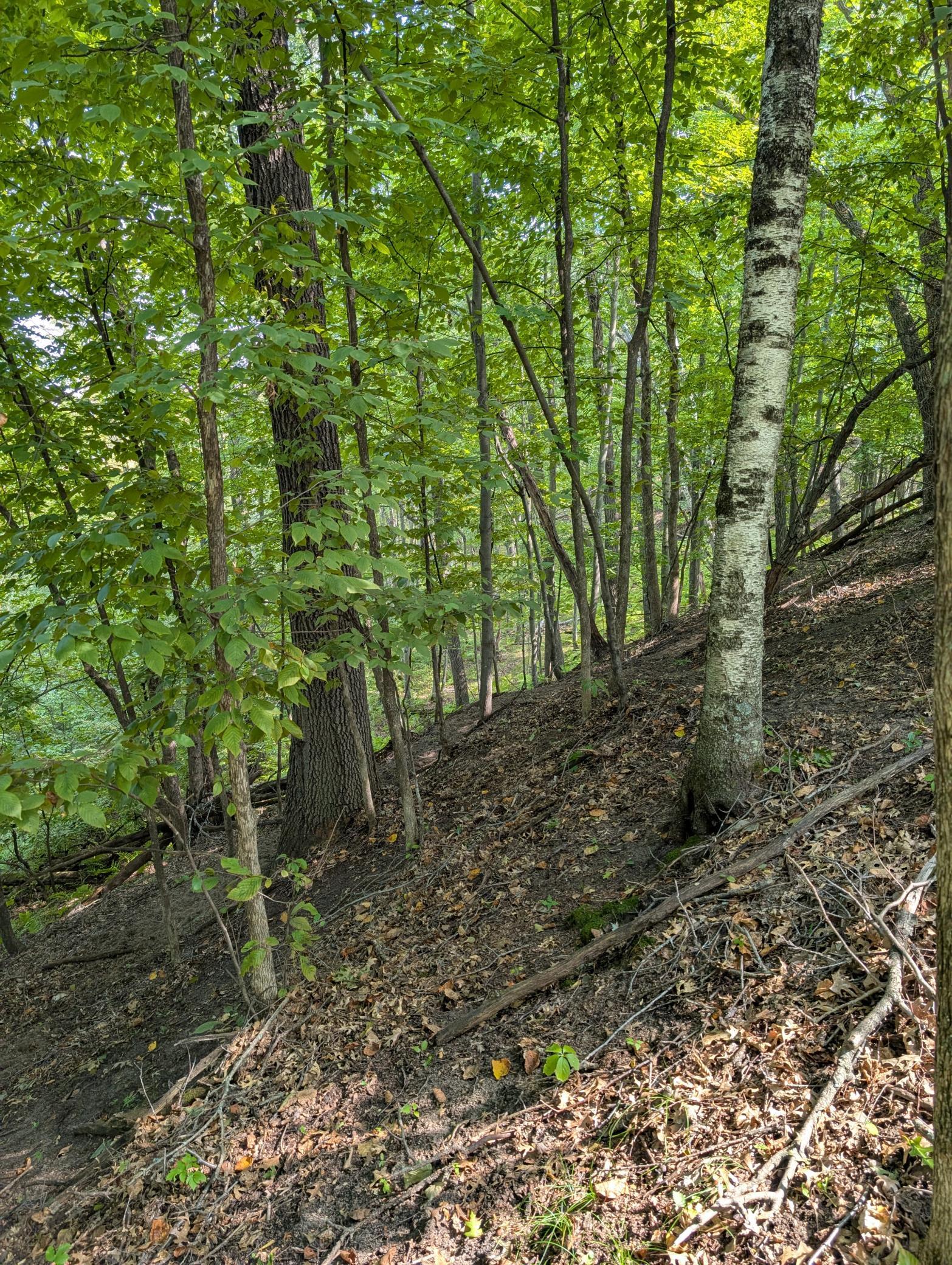 Demand walkout lots with almost 4 foot diameter white pines, huge spruce and loads of mature hardwoods abound. These homesites overlook a pond-wetland area home to wildlife.
