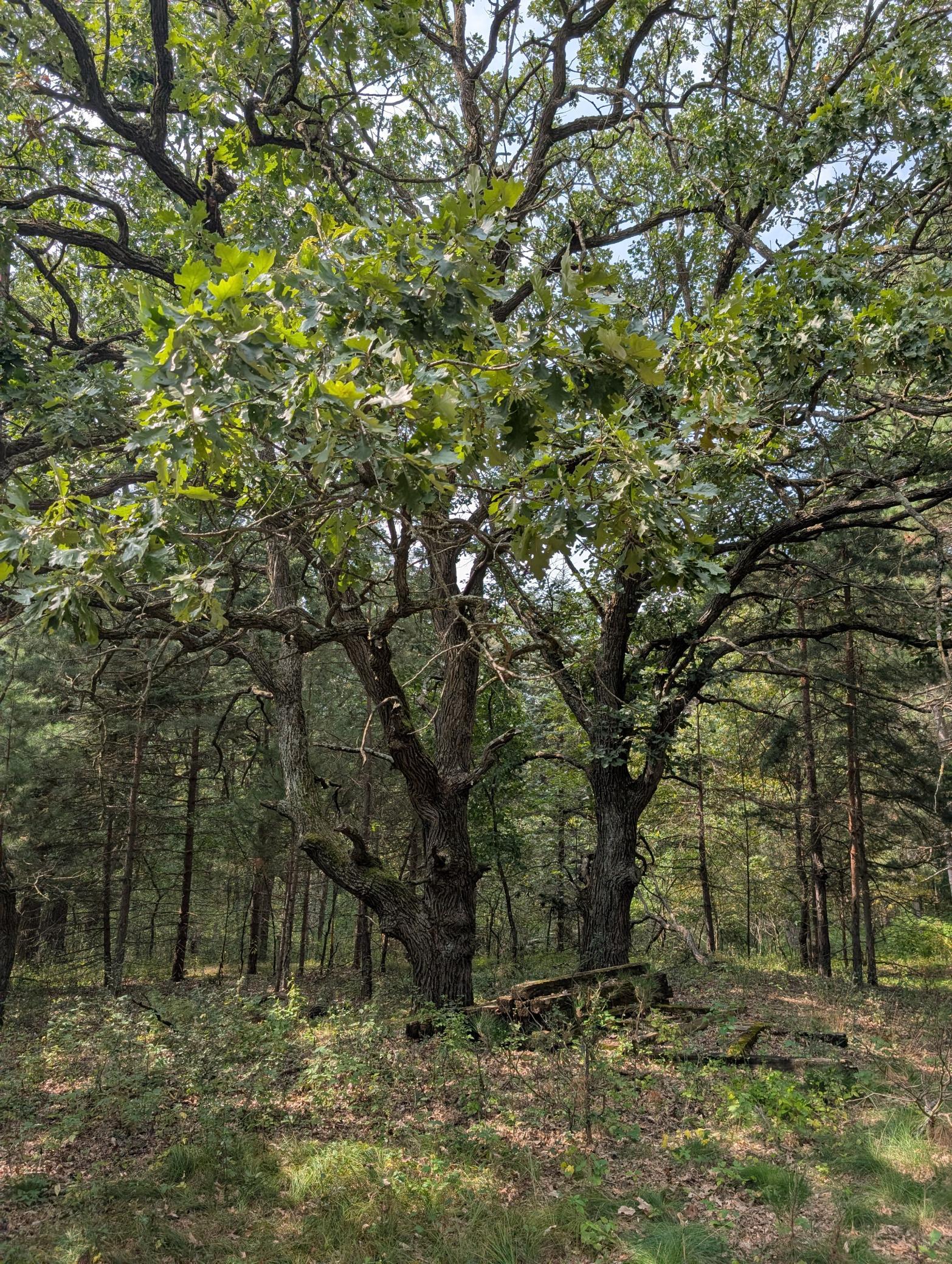 Hardwoods with character and 100 plus years of life frame the Ridgeline of walkout lots facing the 27 acres of pristine woodland- wetlands and tamarack forest.