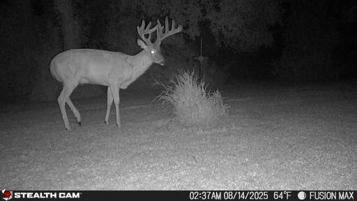 Excellent whitetail oppurtunities on this one