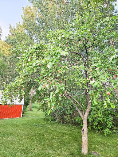 432 E 2nd Street, Argyle, MN 56713