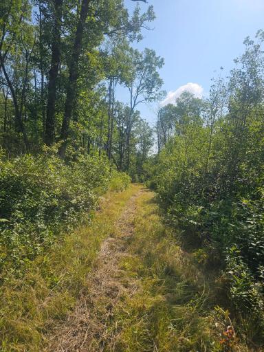 Attention Hunters! This 20 acres of land has a lot of wildlife!