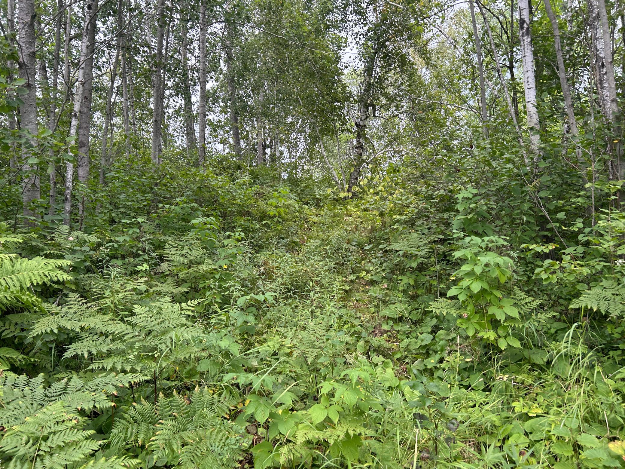 Trails