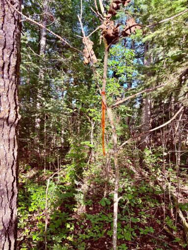 property lines marked