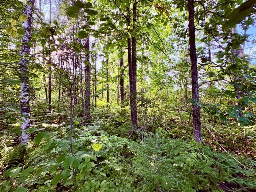 Taller timber and ferns