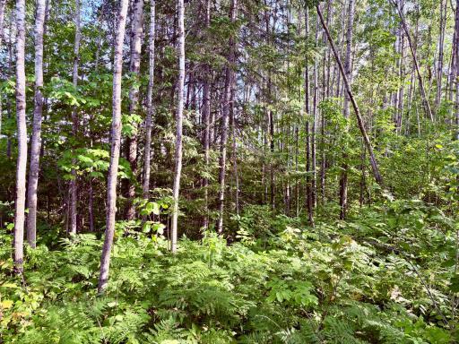 Wooded, and ferns blanket the property