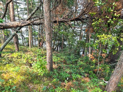 TBD Birch Run Lane, Bemidji, MN 56601