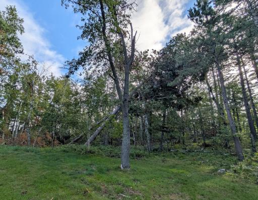 TBD Birch Run Lane, Bemidji, MN 56601