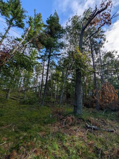 TBD Birch Run Lane, Bemidji, MN 56601