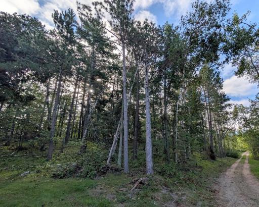 TBD Birch Run Lane, Bemidji, MN 56601