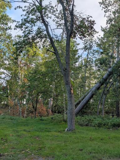 TBD Birch Run Lane, Bemidji, MN 56601