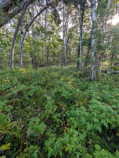 TBD Birch Run Lane, Bemidji, MN 56601
