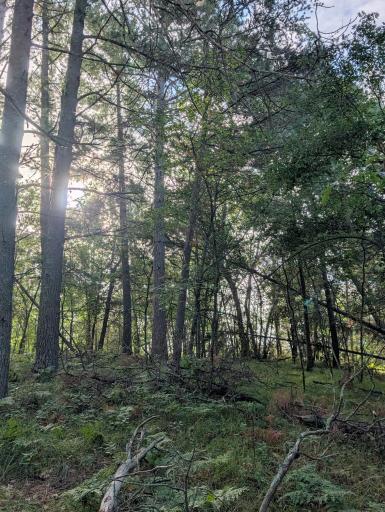 TBD Birch Run Lane, Bemidji, MN 56601