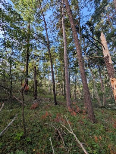 TBD Birch Run Lane, Bemidji, MN 56601